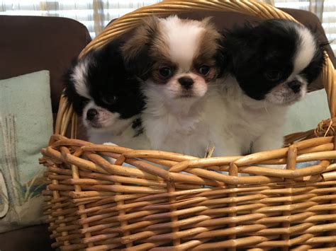 Japanese Chin Puppies For Sale | Bradenton, FL #305111