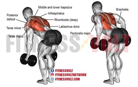 Ultimate Bent-Over Two-Arm Dumbbell Row for Back Strength – Fitness Volt