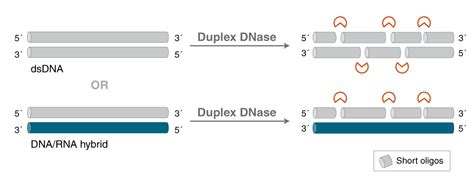 Duplex DNase | NEB