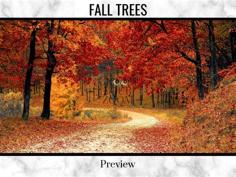 Fall Trees Zoom Background 4 Virtual Backgrounds for Video - Etsy