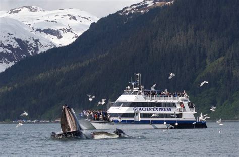 How to Pick Your Kenai Fjords National Park Cruise - Major Marine Tours