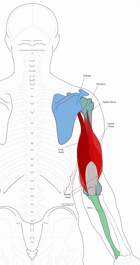 Triceps Brachii - Functional Anatomy - Integrative Works