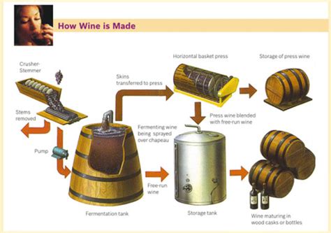 Wine Fermentation Process | Free Images at Clker.com - vector clip art online, royalty free ...