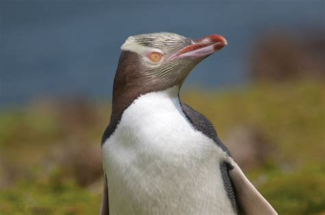 Where do Yellow-Eyed Penguins Live | Heritage Expeditions