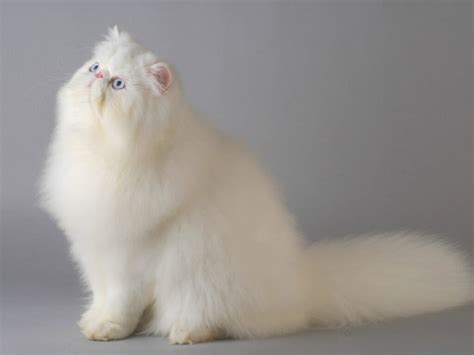 What Are The Different Types Of Persian Cats? - Cat Queries