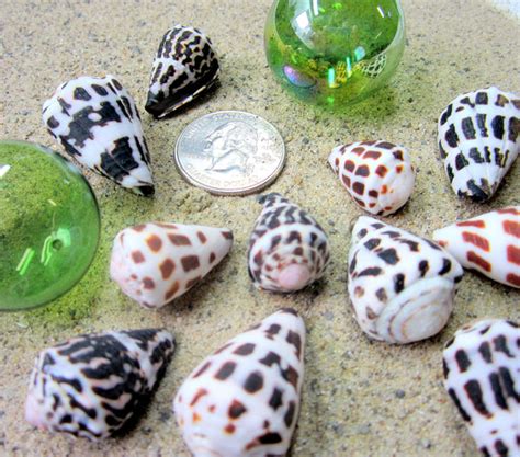 Hebrew Cone Seashells, Conus Ebraeus Spotted Cone Shells, Spotted Hebr – Beach Grass Cottage ...