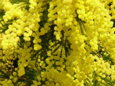 The Meaning of the “Mimosa” Flower