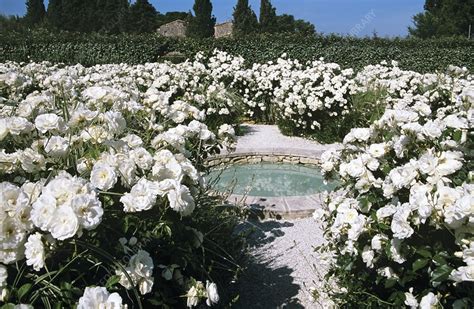 White Rose Garden - Stock Image - C005/7832 - Science Photo Library