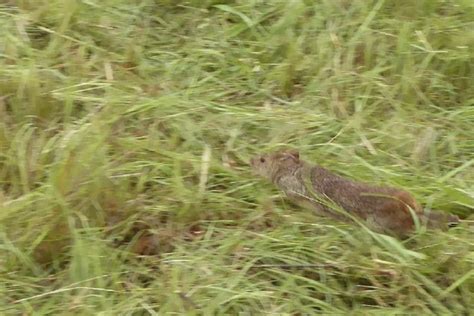 Hispid Hare, Dudhwa National Park, Uttar Pradesh | Conservation India