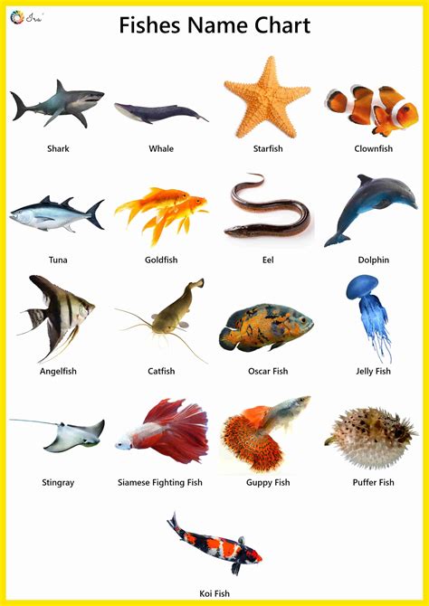 Fish Names : Facts in 2020 (With images) | Fish chart, Fish coloring ...