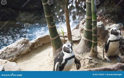 Penguins stock photo. Image of footed, biodiversity, endangered - 83118502