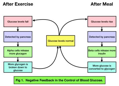 Control of Blood Glucose Concentration - Increasing and Decreasing Blood Glucose Levels (GCSE ...