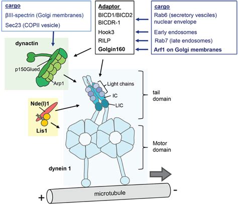 The cytoplasmic dynein complex and its regulators. The dynein 1 ...