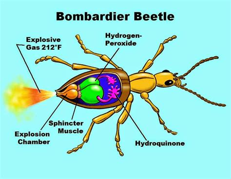 Bombardier Beetle ~ My Article