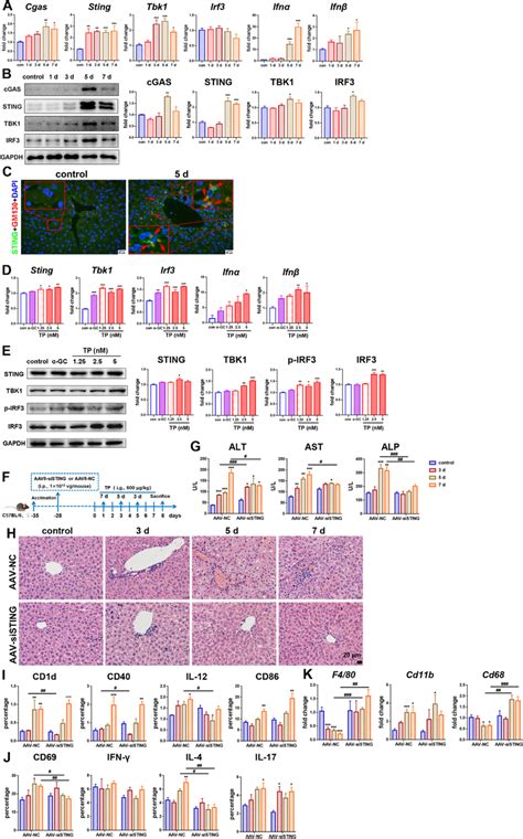 TP activates STING signaling pathway, and inhibition of STING reduces ...