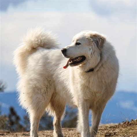 Great Pyrenees Growth Chart & Weight Calculator - SpiritDog Training