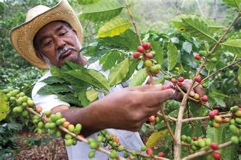 Protecting Coffee Farmers Across the Globe Ensures Continuous Coffee