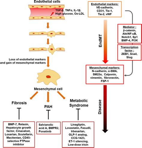 Frontiers | Endothelial to Mesenchymal Transition Represents a Key Link in the Interaction ...