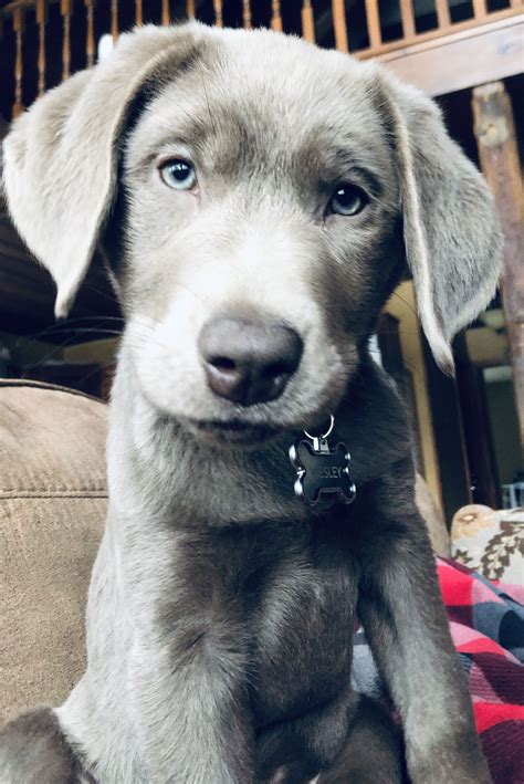 Silver Labrador puppy named Wesley at 12 weeks old #silverlab #silverlabpuppy # ...