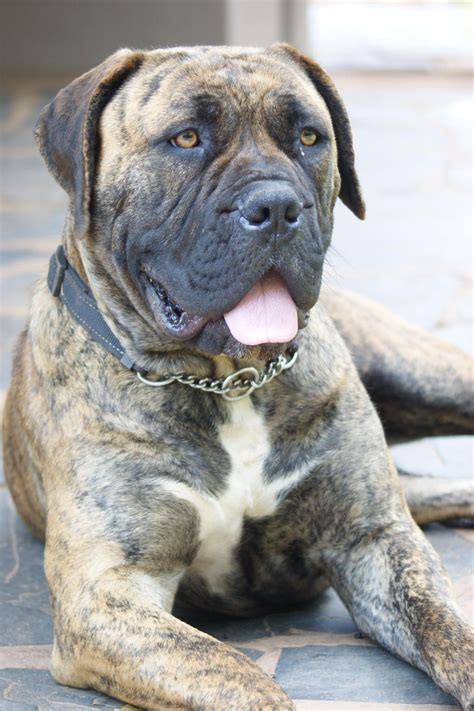 Boerboel Rottweiler Mix / Boerboel cross Ridgeback :D I really want one ...