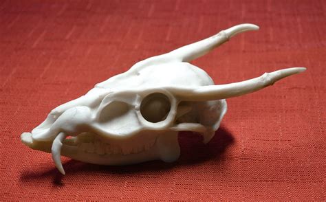 MUNTJAC SKULL REPLICA Deer Fangs Fanged by TheCoyoteWoman on Etsy