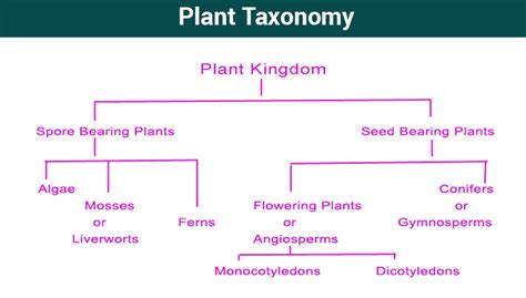 What is Taxonomy? - Examples, Levels, & Classification | BYJU'S