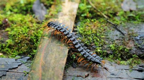 How to Know if You Have a Centipede Infestation? | Information and ...