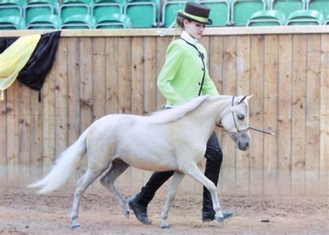 Falabella horse. Argentina. | Animales