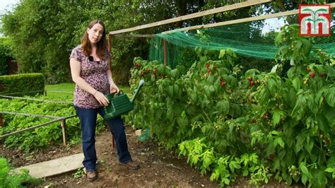 How to grow raspberries with Thompson and Morgan. Part 1: Planting and Caring for your ...