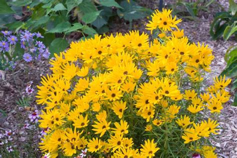 Helianthus salicifolius 'Low Down' (Willow-Leaved Sunflower)