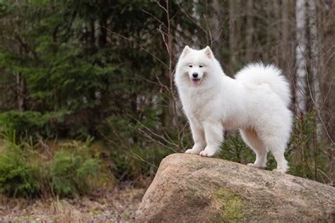 Top 8 Samoyed Breeders In Ontario: Choose Your Sammy