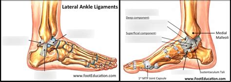 Diagram of Ankle ligaments | Quizlet