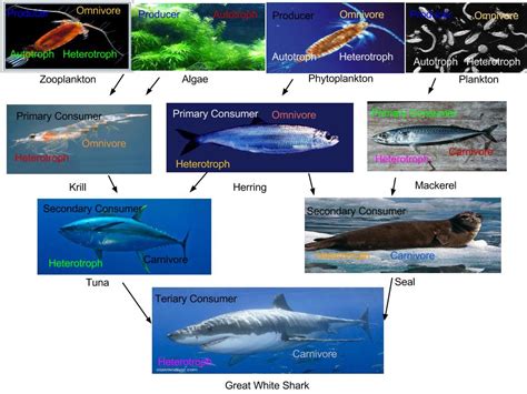 Shark Food Chain : Food Chain Dugongs Are Awesome - painkillaa-witdesires