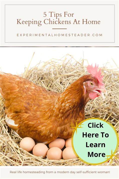 5 Tips For Keeping Chickens At Home - Experimental Homesteader