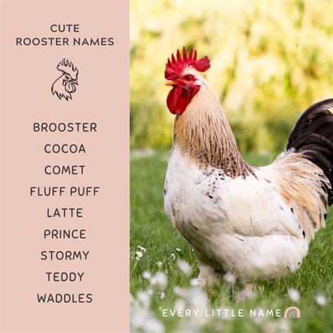 120+ Best Rooster Names (Funny, Cute, and Cool) - Every Little Name