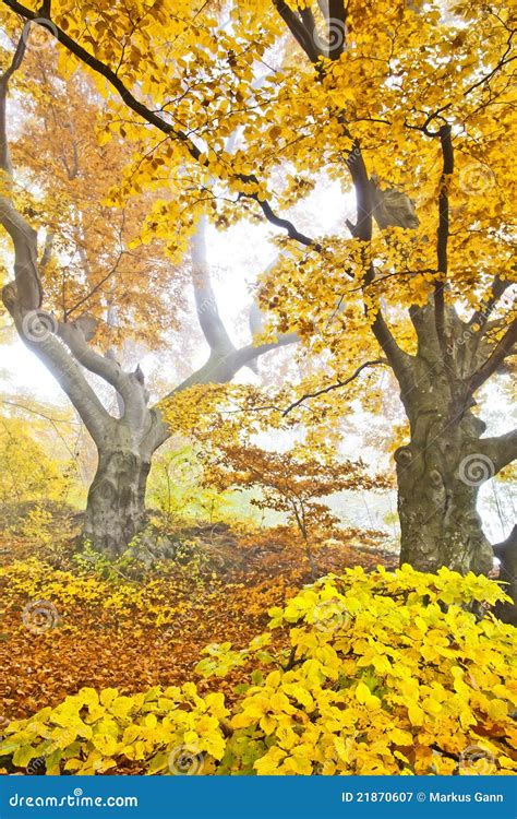 Yellow autumn forest stock image. Image of foliage, maple - 21870607