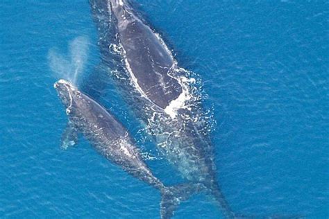 Conserving Georgia's Coast, Protecting Endangered Right Whales ...