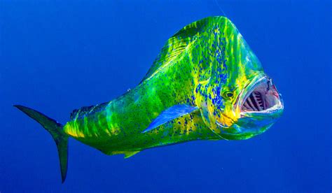 Mahi-mahi (Common Dolphinfish) - Coryphaena hippurus - Carnivora