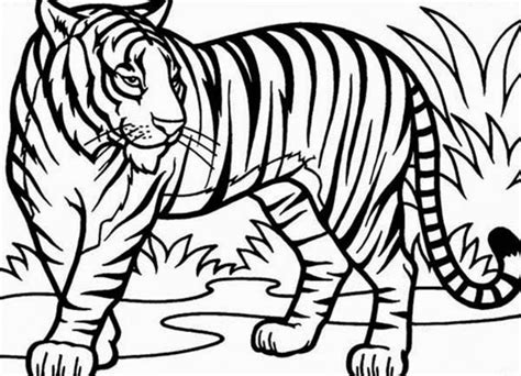 Coloring Page: Sumatran Tiger in Conservation