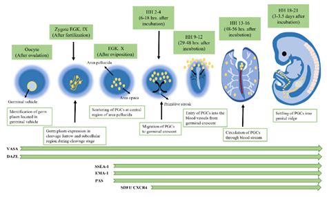 Animals | Free Full-Text | Formation, Application, and Significance of Chicken Primordial Germ ...