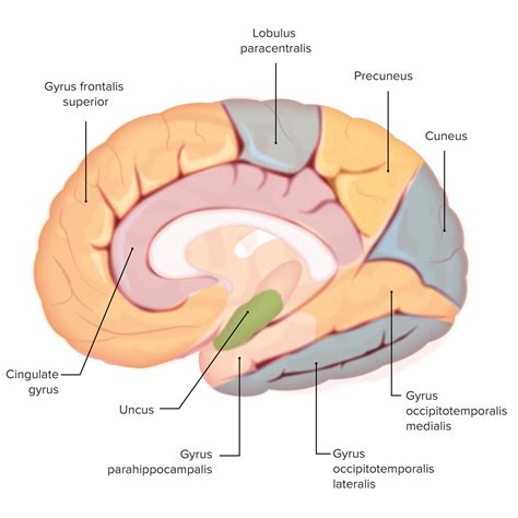 Cerebral Cortex: Anatomy | Concise Medical Knowledge