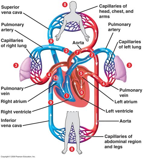 Heart Blood Flow Diagram Simple 12+ Heart Diagram Showing Bl