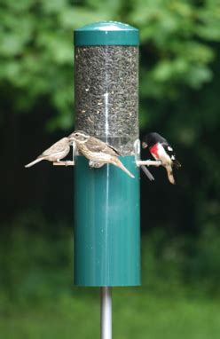 Squirrel Proof Bird Feeders | Unique Birdhouse Boutique