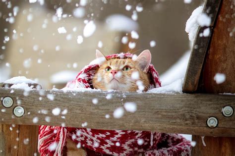 Feline Frost Fest: Snow-Loving Cats and Winter Safety Savvy | LoveToKnow Pets