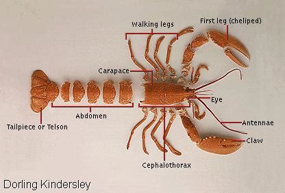 Anatomy Of A Crustacean - Anatomical Charts & Posters