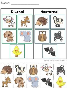 Diurnal and Nocturnal Animals - Worksheets by Catherine S | TPT