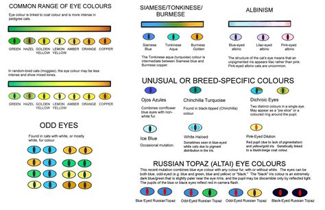 human eye colour chart by delpigeon the eye sight - different eye colors eye color chart eye ...