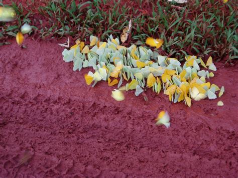 Iguazú Butterflies 1 | syawla | Flickr