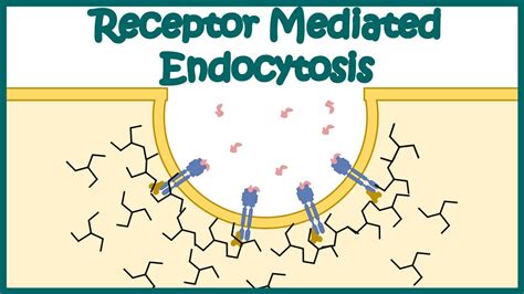 Receptor Mediated Endocytosis Micrograph