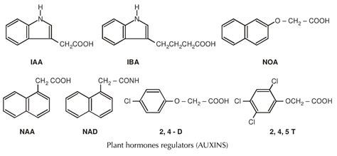 Plant Hormones and their functions - Biology Ease